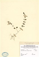 藏品(倒地蜈蚣)的圖片